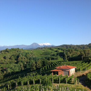 Gattinara vineyards San Francesco