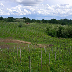 Brusnengo vineyards