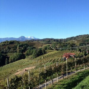 Gattinara vineyards