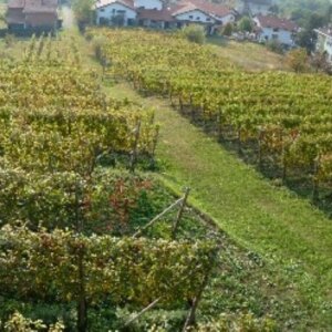 Lessona Clerico vineyards